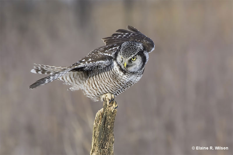 Northern Hawk Owl Hunting