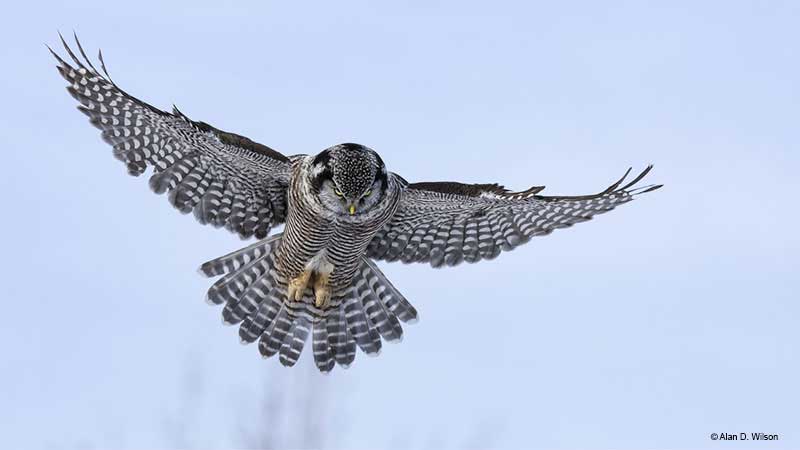 Northern Hawk Owl