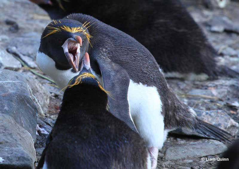 Penguin showing its fleshy spikes