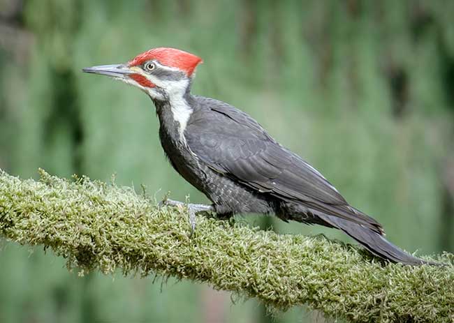 Pileated Woodpecker