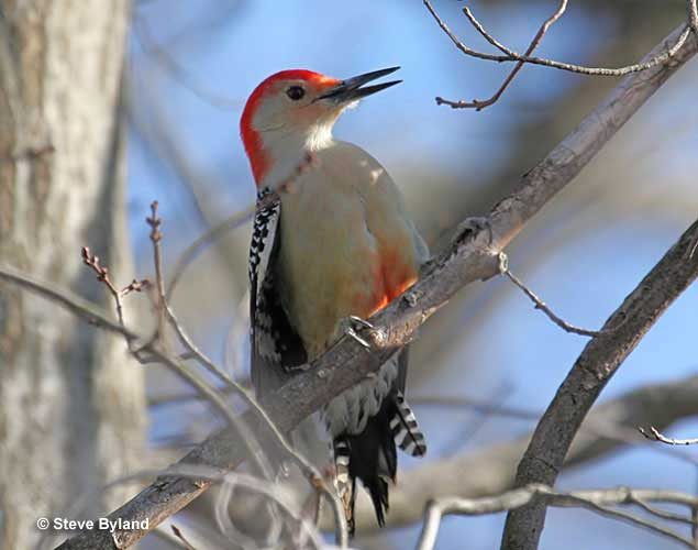 red-bellied woodpecker