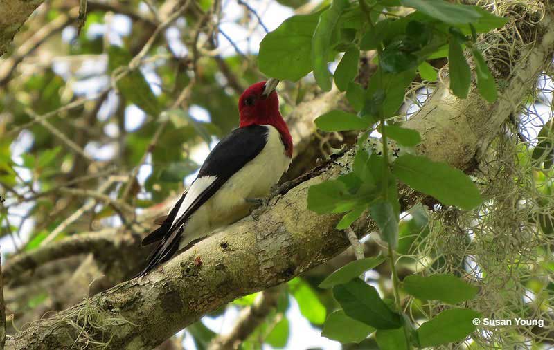 Red-headed Woodpecker