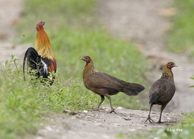 Red Jungelfowls