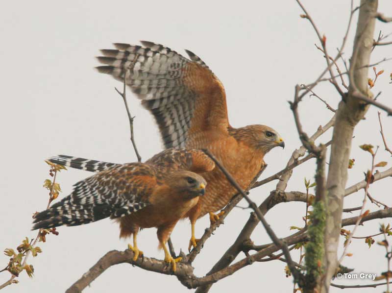 Red-shouldered Hawk