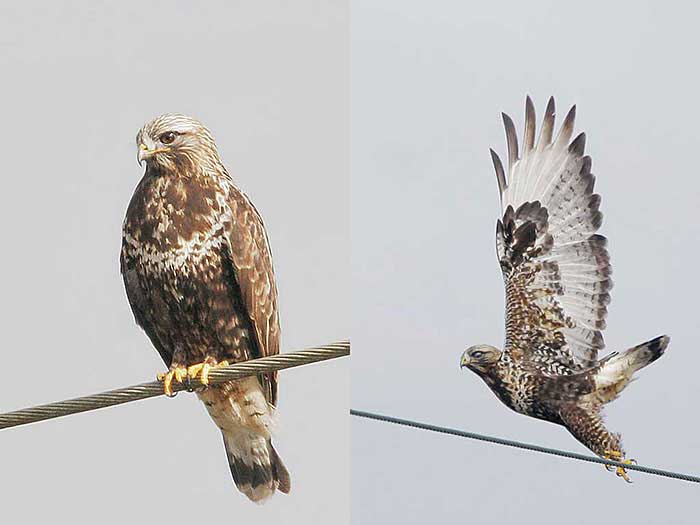 Rough-legged Hawk