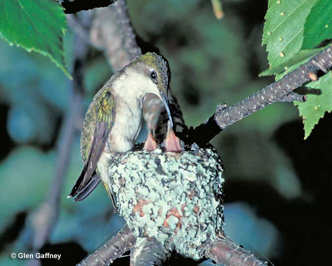 Ruby-throated Hummingbird feeding its nestlings