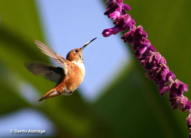 Rufous Hummingbird