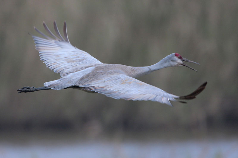 Sandhill Crane