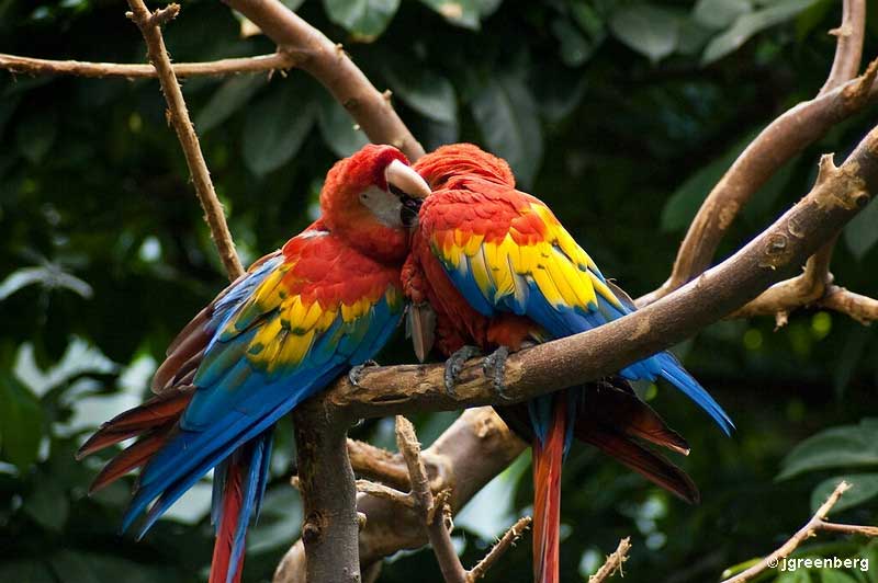 Scarlet Macaw