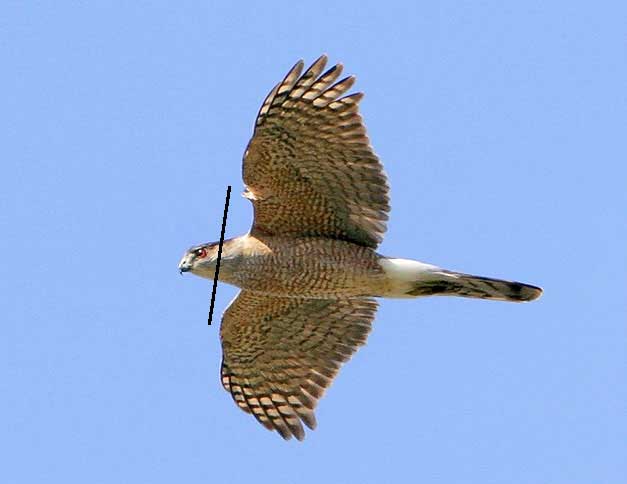 Sharp-shinned Hawk