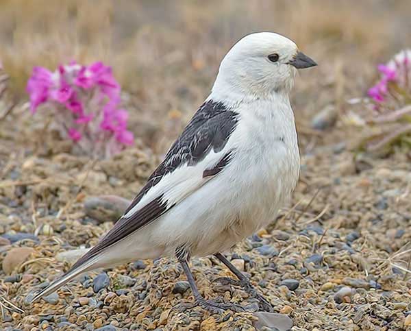 Snow bunting