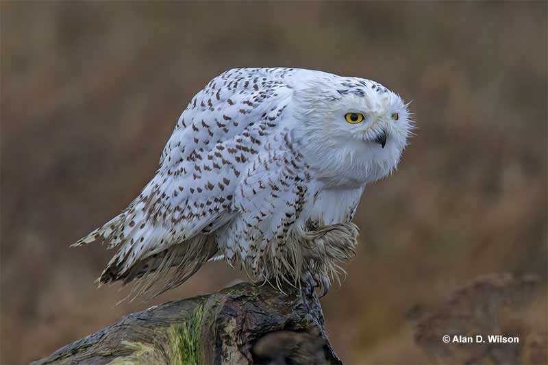 Snowy Owl