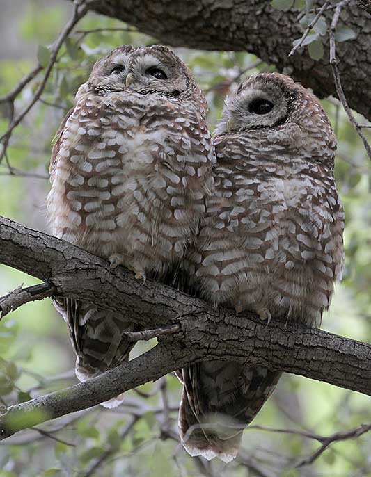 Spotted Owl pair