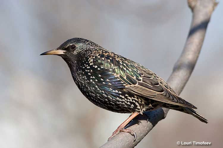 European Starling