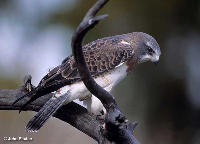 Swainson's Hawk