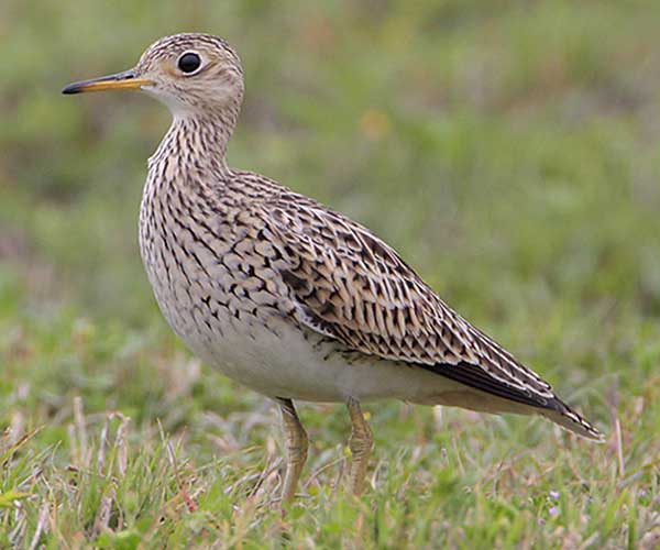 Upland Sandpiper