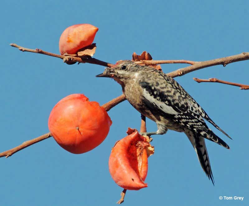 Yellow-bellied Sapsucker