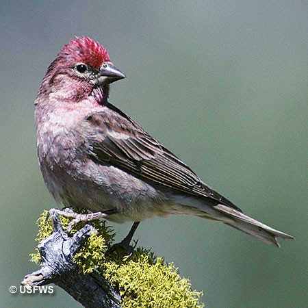 Cassin’s Finch