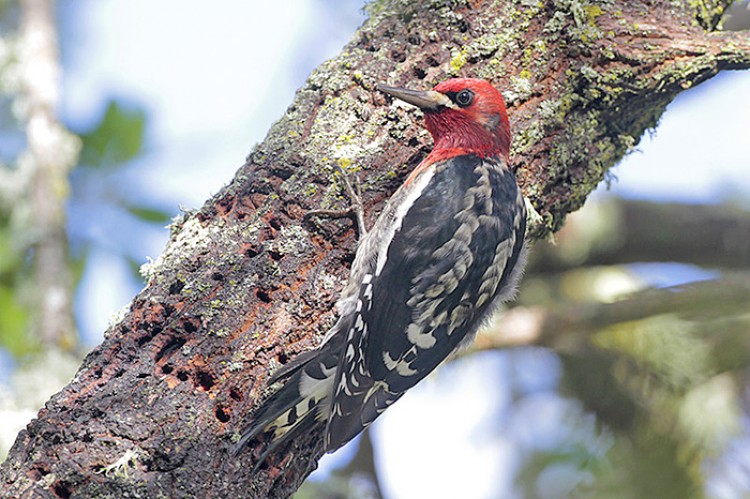 Red-breasted Sapsucker