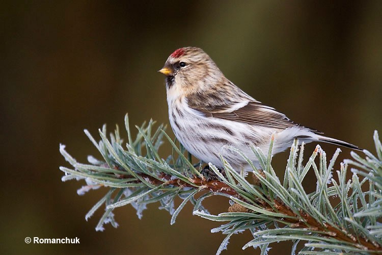 Hoary Redpoll