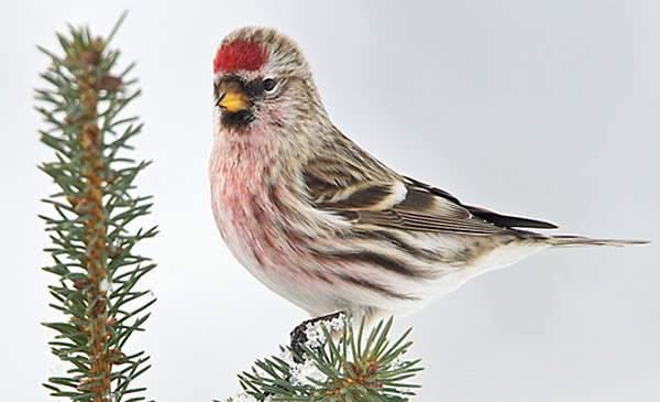 common redpoll