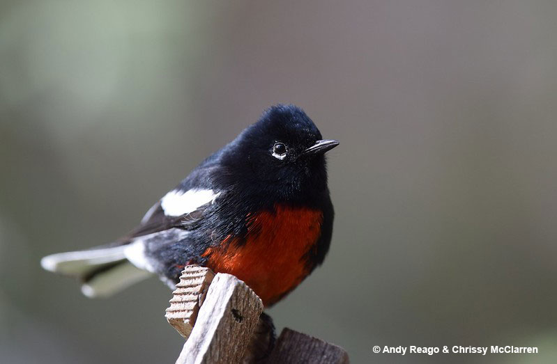 Painted Redstart