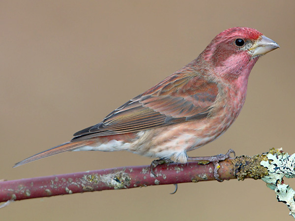 Purple Finch