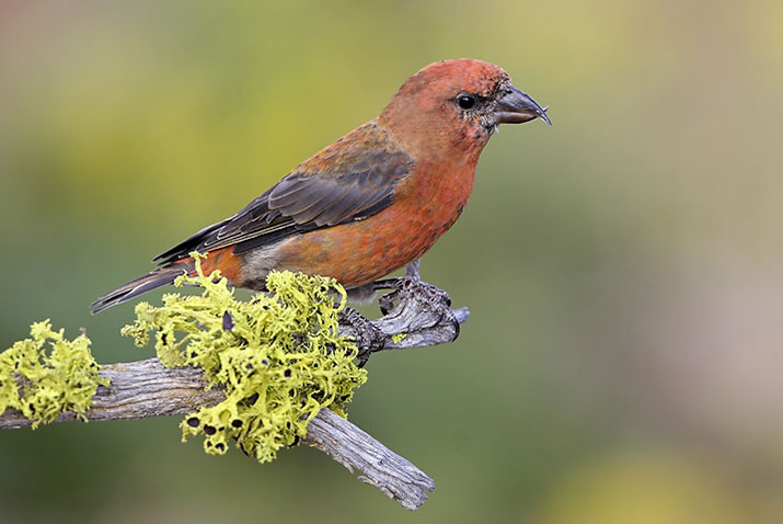 Red Crossbill