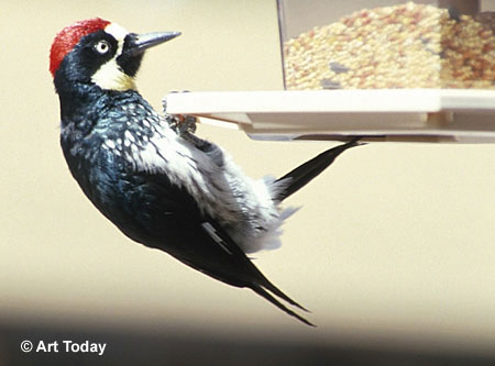 Acorn Woodpecker