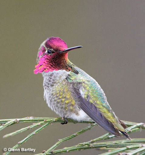 Anna’s Hummingbird