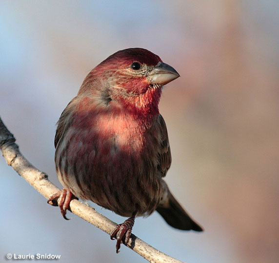 House Finch