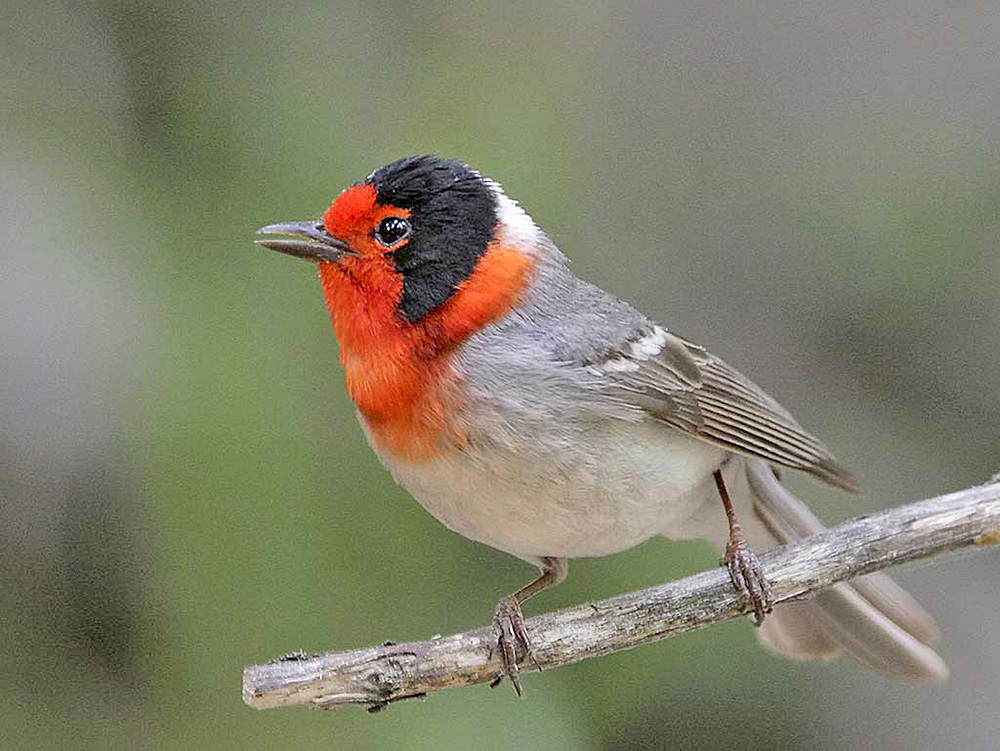 Red-faced Warbler