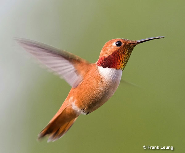 Rufous Hummingbird