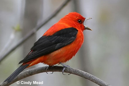 Scarlet Tanager