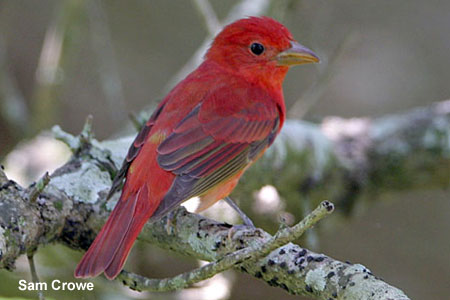 Summer Tanager
