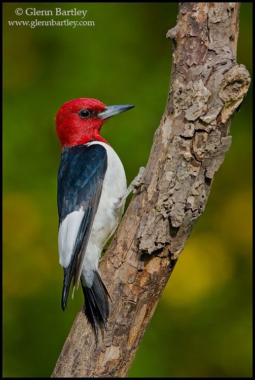 Red-headed Woodpecker