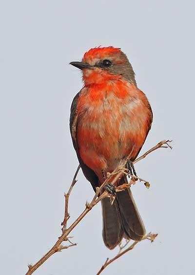 Vermilion Flycatcher