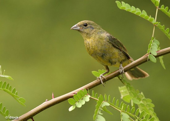 Painted Bunting
