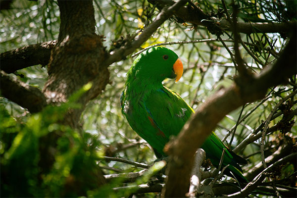 Eclectus Parrot