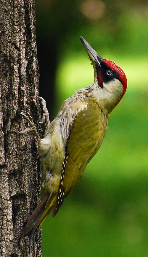 European Green Woodpecker