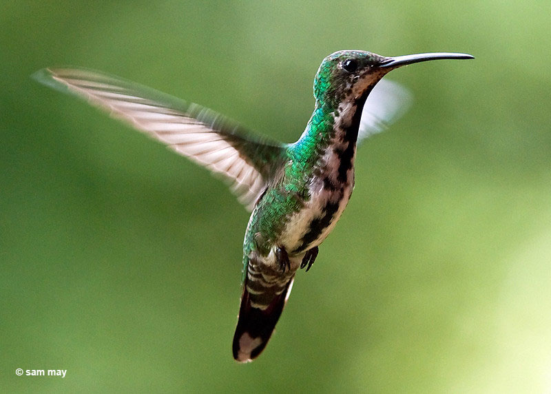 Green-breasted Mango