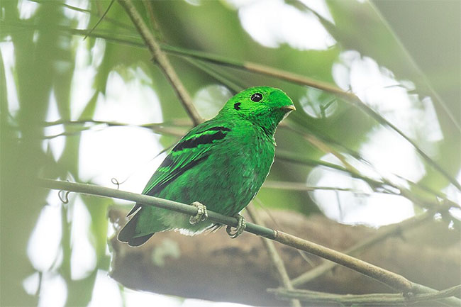 Green Broadbill