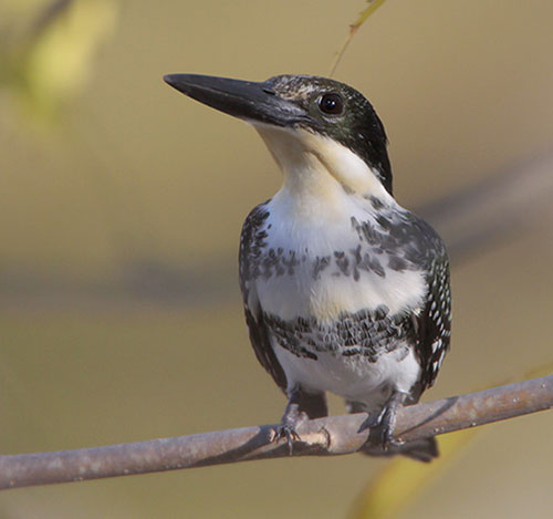Green Kingfisher