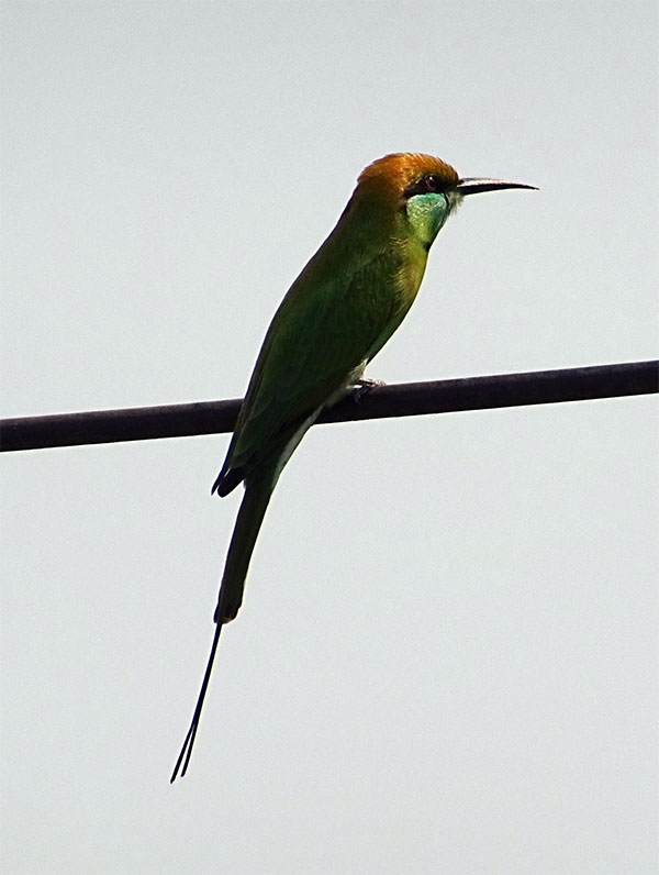 Green Bee-eater