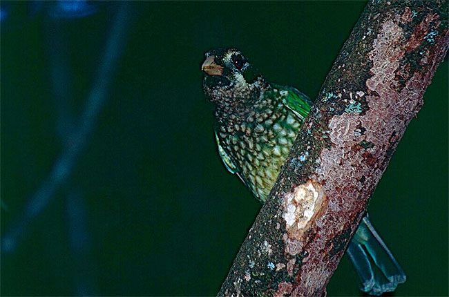 Green catbird