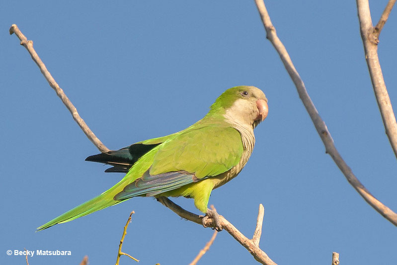 Monk Parakeet