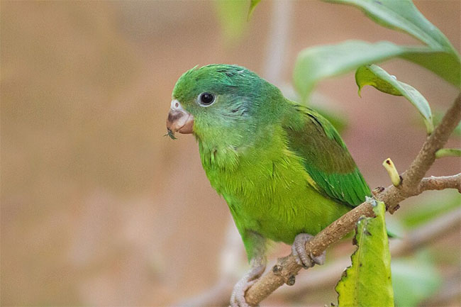 Orange-chinned Parakeet: Photo by Fernando Flores / Wikimedia Commons / CC BY-SA 2.0