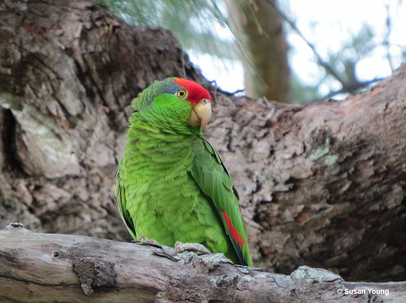 Red-crowned Parrot