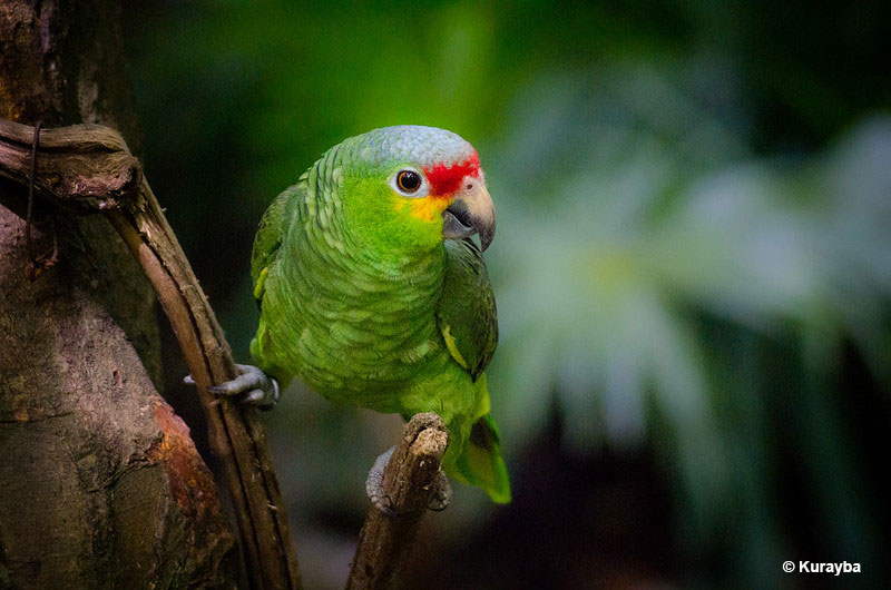 Red-lored Amazon