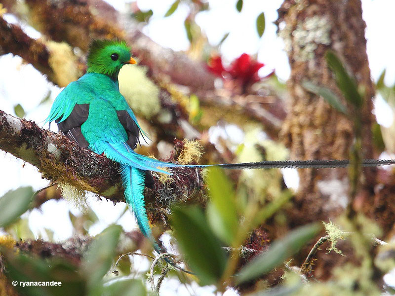 Resplendent Quetzal